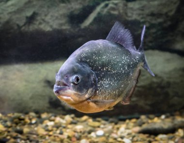 Piranha balık yüzer su yakın çekim