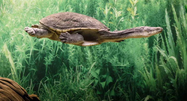 Eastern Long Necked Turtle Swims Clear Water Close — Stock Photo, Image