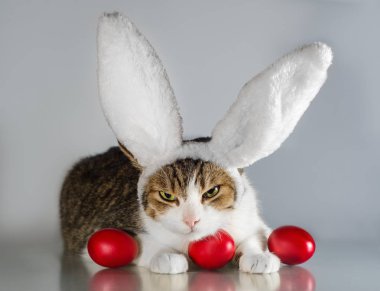 Tavşan kulağı Paskalya kedi üç kırmızı yumurta korur