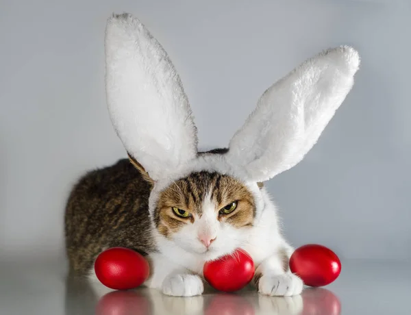 Пасхальная кошка в кроличьих ушах охраняет три красных яйца — стоковое фото