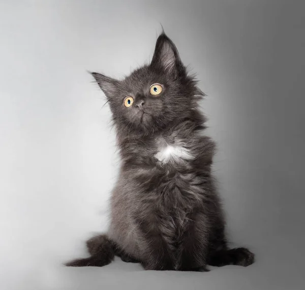 Piccolo Gattino Bianco Nero Della Razza Del Bozzolo Del Maine — Foto Stock