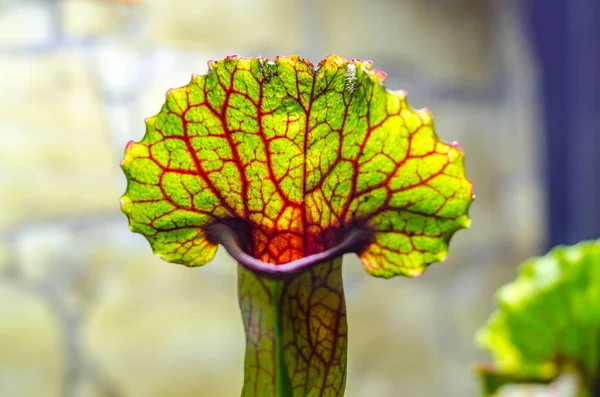 Planta carnívora de Sarracenia de perto — Fotografia de Stock