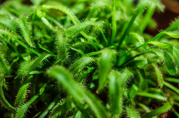 Planta de rapina sundew closeup — Fotografia de Stock