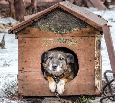 eski gri köpek eski püskü bir kabine kışın oturur.