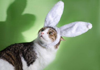 Tavşan Kulağı kedi tarafından gölge korkuttu