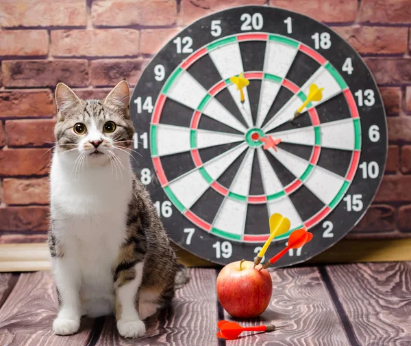 Retrato de um gato tabby contra o fundo de um círculo de dardos — Fotografia de Stock