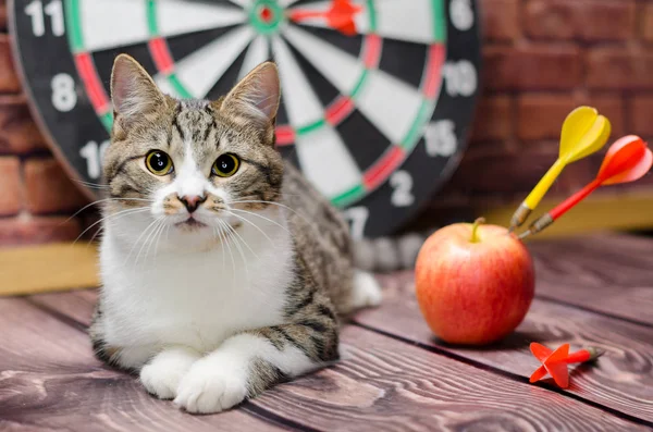 Retrato de um gato tabby contra o fundo de um círculo de dardos — Fotografia de Stock