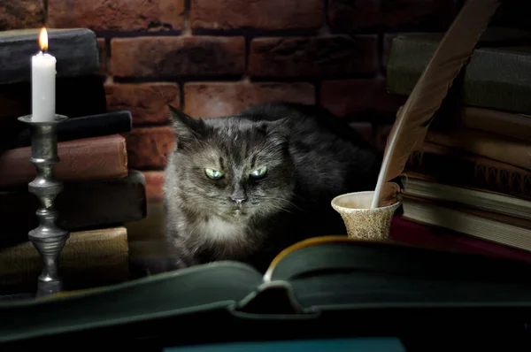 Gato preto lendo um grande livro à luz de velas — Fotografia de Stock