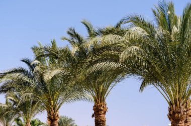 palmiye ağaçları Mısır Dahab South Sinai'deki / daki mavi gökyüzü karşı