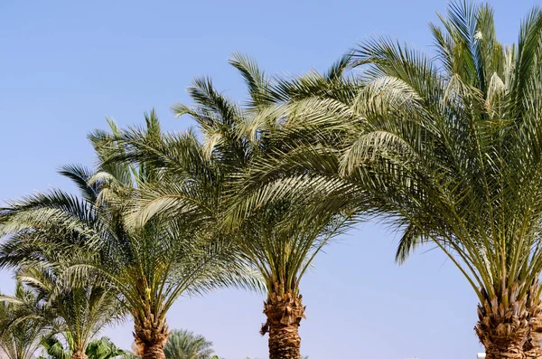 palmiye ağaçları Mısır Dahab South Sinai'deki / daki mavi gökyüzü karşı
