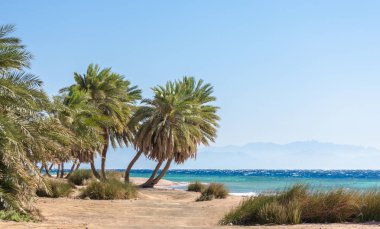 Mısır'daki dağlar zemin karşı deniz kenarında palmiye ağaçları