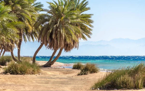 Palmeras junto al mar sobre el telón de fondo de las montañas en Egipto — Foto de Stock