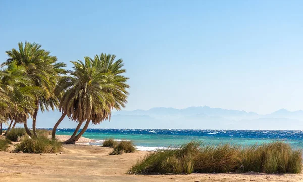 Φοίνικες δίπλα στη θάλασσα με φόντο βουνά στην Αίγυπτο — Φωτογραφία Αρχείου