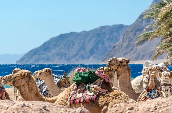 Paisagem com uma caravana deitado camelos no Egito Dahab Sul Sinai — Fotografia de Stock