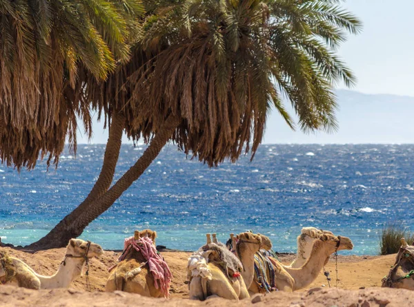 Paisagem com uma caravana deitado camelos no Egito Dahab Sul Sinai — Fotografia de Stock