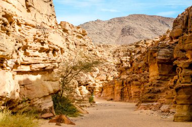 Mısır Dahab South Sinai'deki / daki yeşil bitkiler ile renkli Kanyon