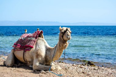 deve Mısır Dahab South Sinai'deki / daki Denizi'nin kıyısında portresi