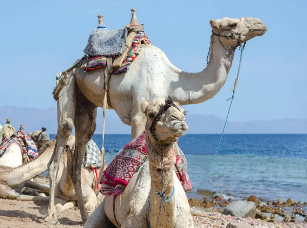 Portrait de deux chameaux sur la côte de la mer en Egypte Dahab Sud Sinaï — Photo