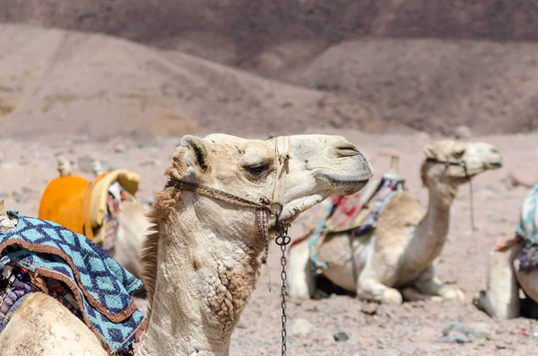 Camelos no deserto rochoso do Egito Dahab Sul Sinai — Fotografia de Stock