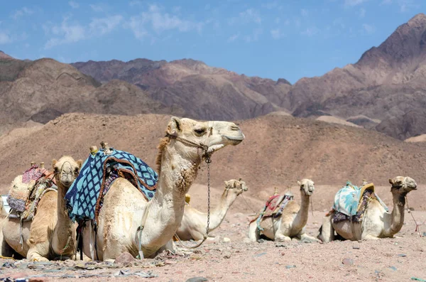Kameler i steniga öknen av Egypten Dahab South Sinai — Stockfoto
