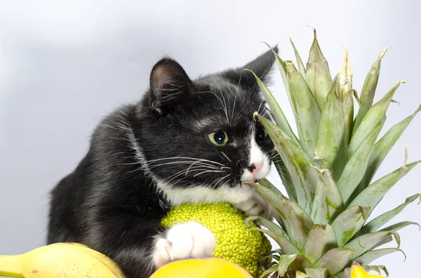 黒と白の猫は、エキゾチックなフルーツの束をガードします。 — ストック写真