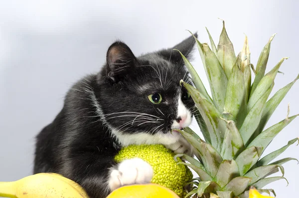 Chat noir et blanc garde bouquet de fruits exotiques — Photo