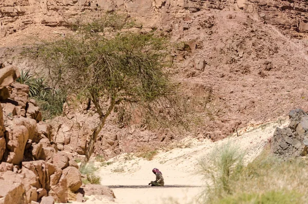Beduíni se modlí, aby seděli na písku ve stínu stromu — Stock fotografie