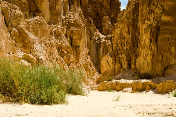Пустеля Каньйон з кам'яними скелі і зелені рослини в Єгипті D — стокове фото