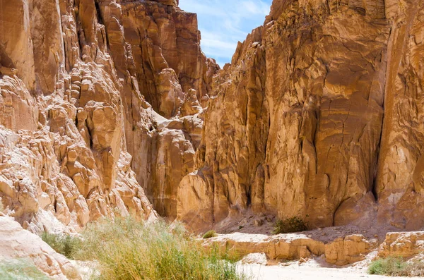 Desert canyon with high stone cliffs and green plants in Egypt D — Stock Photo, Image