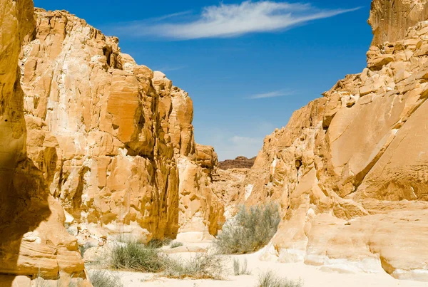 Зелені рослини серед скель в пустелі Каньйон в єгипетському Дахабі — стокове фото