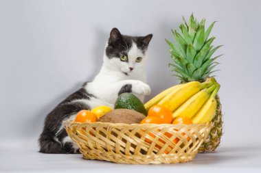 siyah ve beyaz şişman kedi pençe tropikal meyve sepeti kaldırdı.