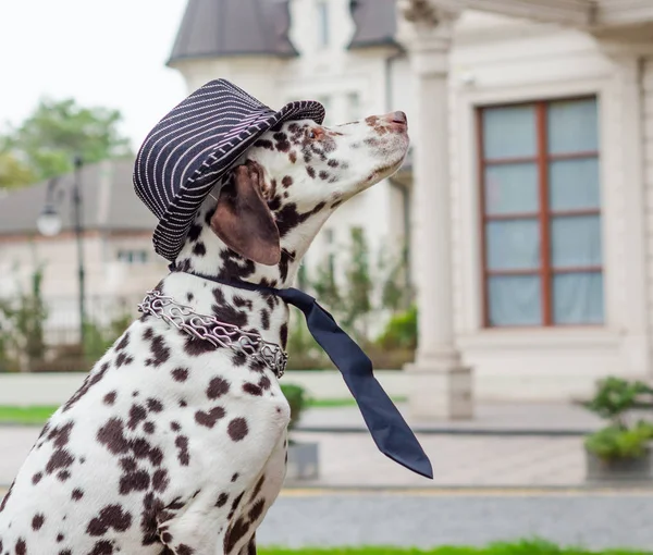 Pies dalmatyńczyk w Czapka w paski i krawat na tle — Zdjęcie stockowe