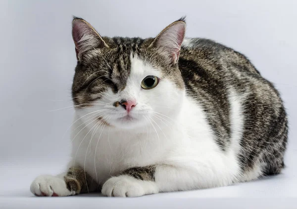 Tek gözlü bir kedi Engelli hayvan portresi