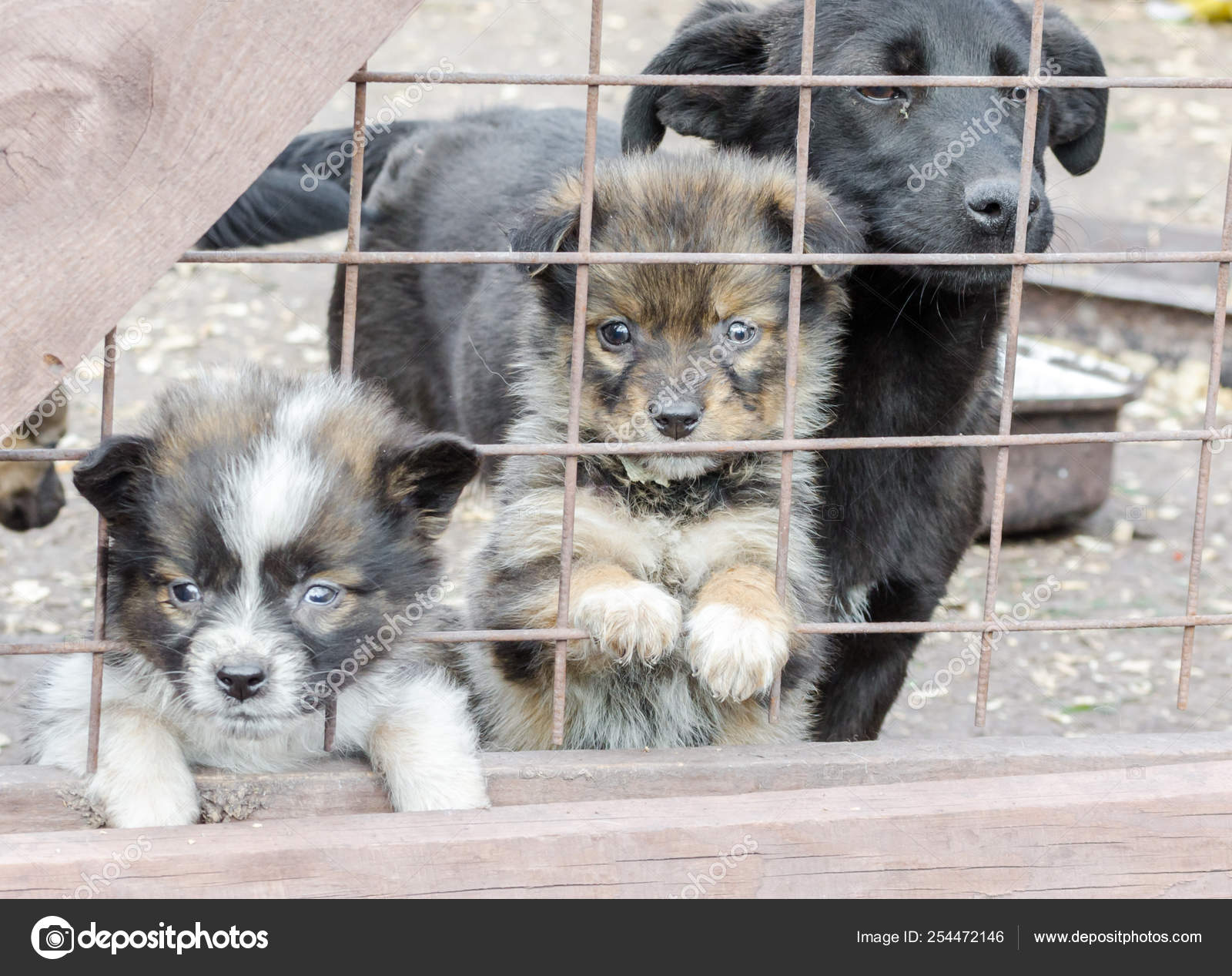 mongrel puppies