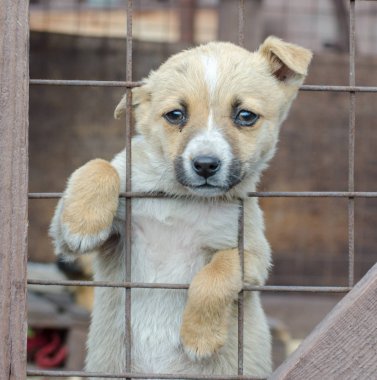 safkan bej köpek yavrusu bir ahşap kafes