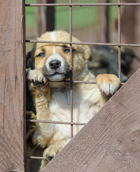 Rasechte beige pup in een houten kooi — Stockfoto