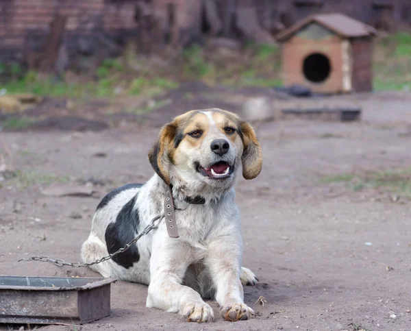 Pinto keten hond glimlach tegen een Booth — Stockfoto