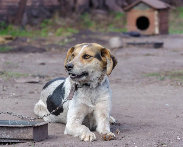 Pinto łańcucha pies uśmiecha się przed budką — Zdjęcie stockowe