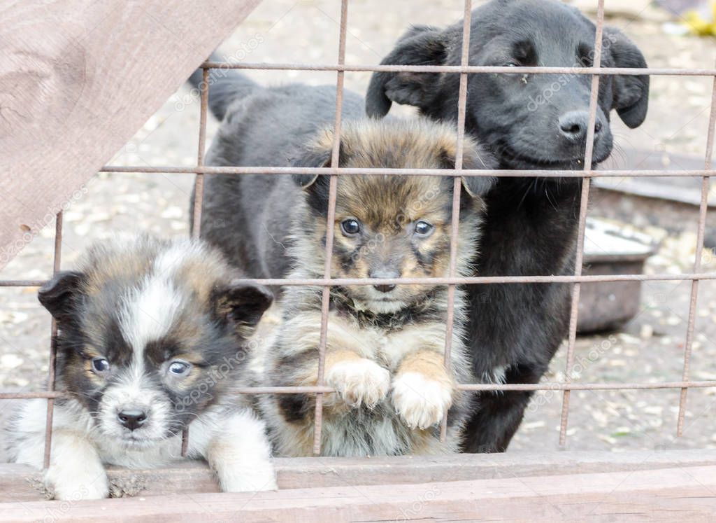 three sad mongrel puppies in a cage