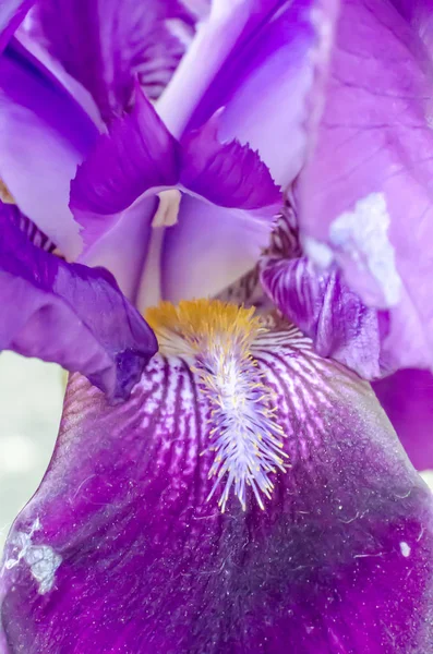 White and purple iris flower close up Stock Picture