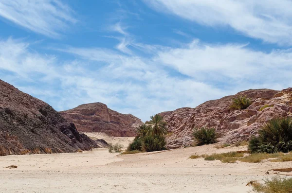 Palmeras verdes en el desierto entre las montañas contra el b — Foto de Stock