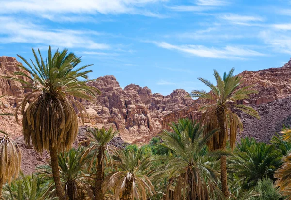 Oasis con palmeras en el desierto entre los altos montes rocosos —  Fotos de Stock
