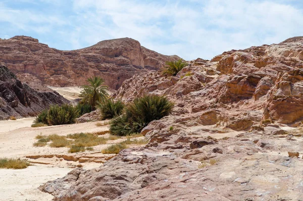 Palmeras verdes en el desierto entre las montañas contra el b —  Fotos de Stock