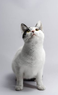 gri arka planda görünümlü meraklı siyah ve beyaz kedi