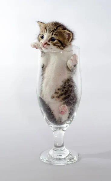 明確なビアグラスに座っている小さな子猫色タビー — ストック写真