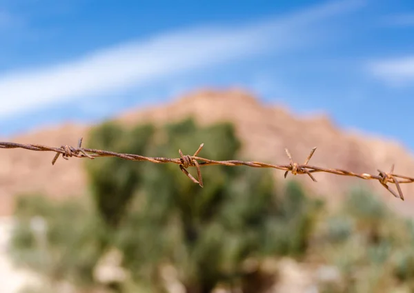 緑の植物と青空の背景に錆びた有刺鉄線 — ストック写真