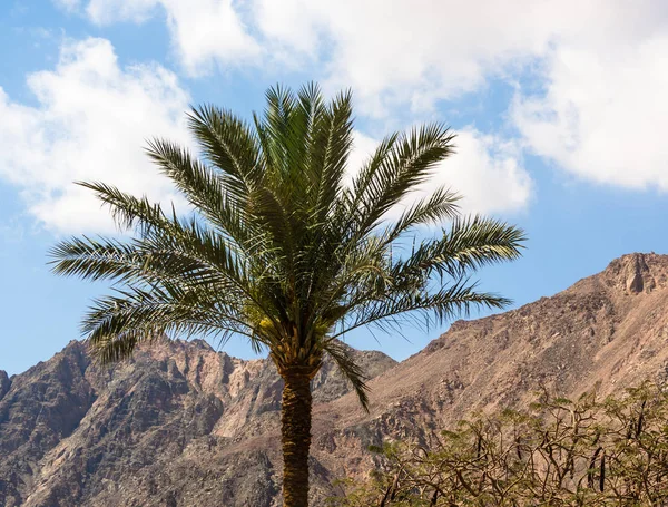 Palmeira em um fundo de montanhas e céu azul com c branco — Fotografia de Stock