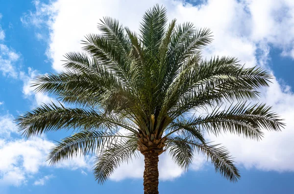 One palm tree on a background of blue sky with white clouds Stock Picture