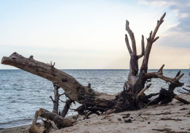 deniz tarafından eski SNAG