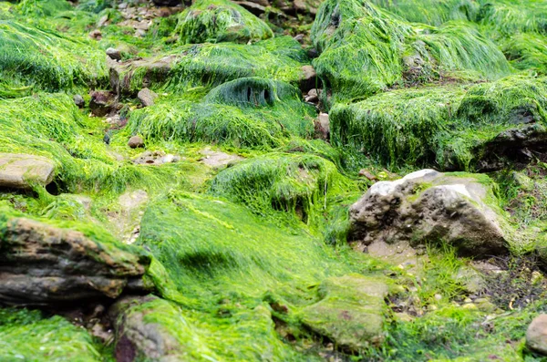 Textur von Algen auf Steinen — Stockfoto